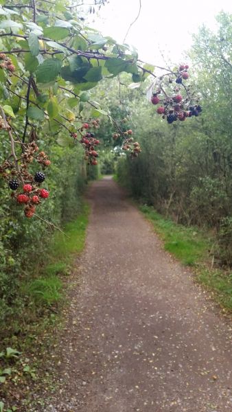 The Path to Wivenhoe